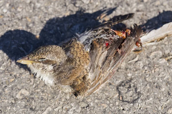 Martwy Ptak Wojny Drogowe Śmierć Shrike Śmierć Samochodu Lanius Collurio — Zdjęcie stockowe