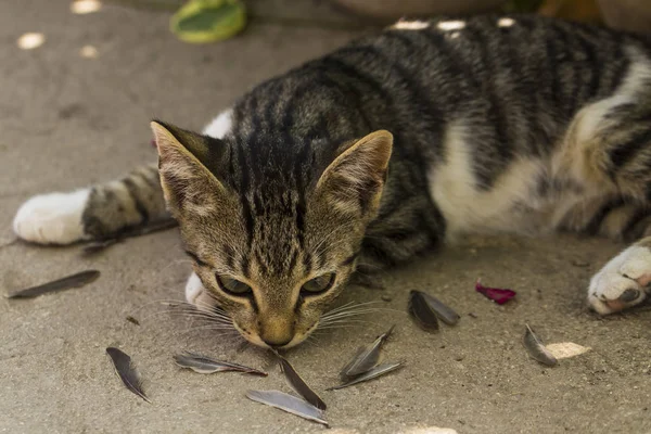 Ein Kätzchen Und Ein Sperling Haustier Tötet Vögel Und Frisst — Stockfoto