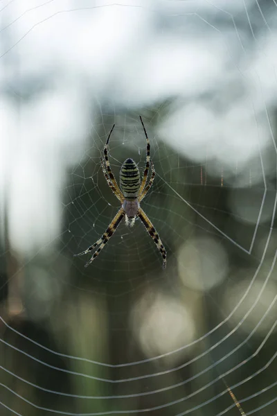 Argiope Bruennichi Wasp Spider Art Familjen Klotspindlar Arachnids Daggen Gryningen — Stockfoto
