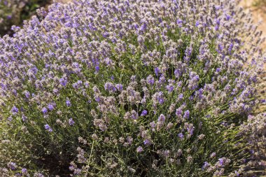 Çiçekli lavanta. Mavi çiçeklertarla. Lavandula - nane ailesinde çiçekli bitkiler, Lamiaceae.
