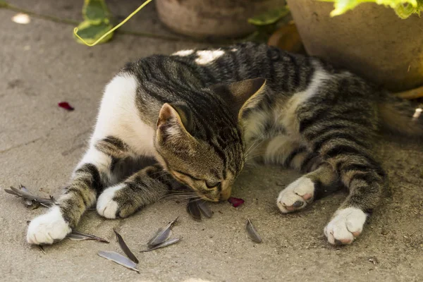 Kitten Sparrow Pet Kills Birds Eats Them Kitty Predator Young — Stock Photo, Image