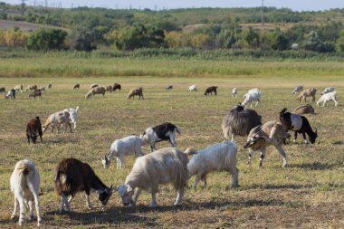 Keçi ve koyun sürüsü. Hayvanlar çayırda otlar. Avrupa 'nın otlakları.