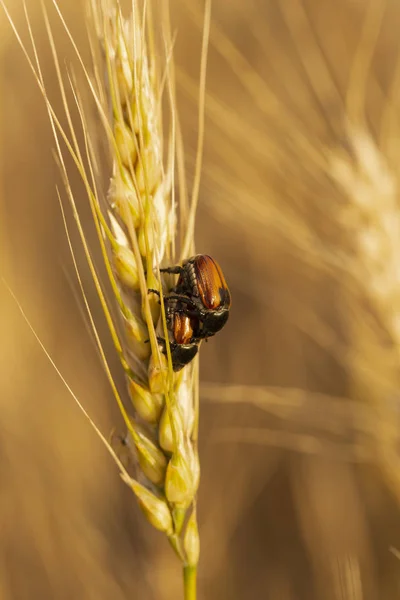 The process of breeding insects. The cockchafer, colloquially called May bug or doodlebug, a pest of cereals. The parasitic insect eats grain in a wheat ear. Sexual relations beetles.