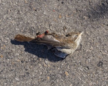 Ölü kuş. Yol savaşları - bir Örümcek Kuşu'nun ölümü. Arabadan ölüm. Kırmızı sırtlı örümcek kuşu (Lanius collurio), ötücü bir ötücü kuş türü. Yavru kuş - dişi.