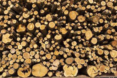 Odun. Yaşlı bir ağacın ölümü. Kütükteki ağacın dokusu. Kesme Günlüğü Kuru çatlamış ahşap biter.