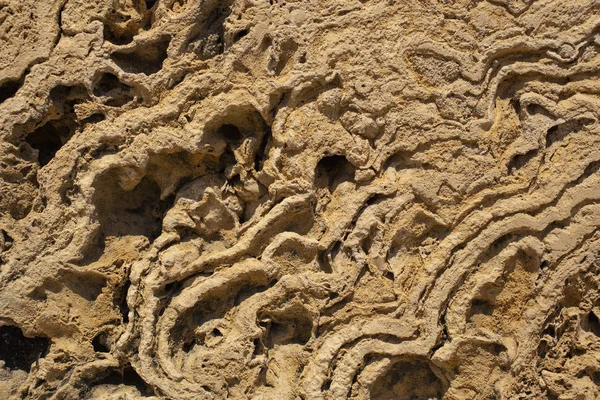 Textura Rocha Sedimentar Marinha Utilizada Trabalhos Acabamento Construção Parede Pedra — Fotografia de Stock