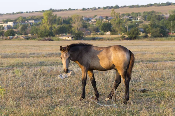 A foal is playing with a plastic bottle. Horse in the pasture. Environmental issue and animals.