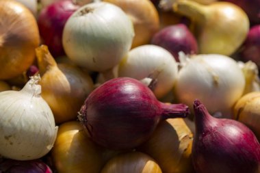 Çok renkli soğan. Hasat kök bitkileri. Kırmızı, sarı ve beyaz sebze. Alacalı yay - bitki arka planı.