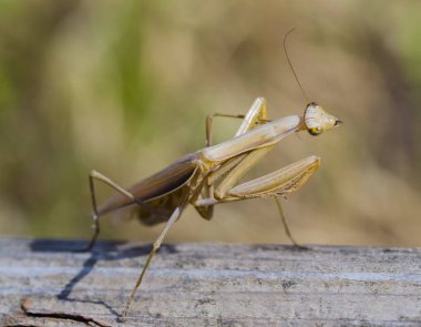 Dişi bir mantis. Yırtıcı böcek. Mimicry - Imago ve ahşap tahta kahverengi renk.