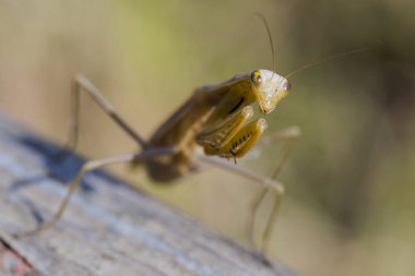 Dişi bir mantis. Yırtıcı böcek. Mimicry - Imago ve ahşap tahta kahverengi renk.