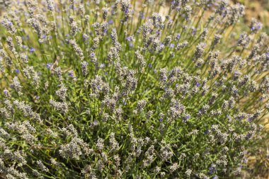 Çiçekli lavanta. Mavi çiçeklertarla. Lavandula - nane ailesinde çiçekli bitkiler, Lamiaceae.