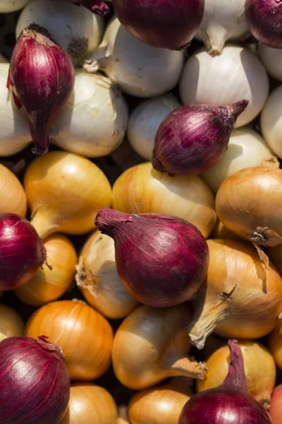 Bunte Zwiebel Wurzelpflanzen Ernten Rotes Gelbes Und Weißes Gemüse Farbenfroher — Stockfoto