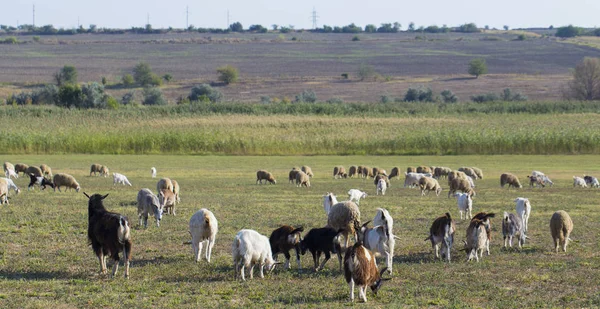 Una Manada Cabras Ovejas Los Animales Pastan Prado Pastos Europa — Foto de Stock