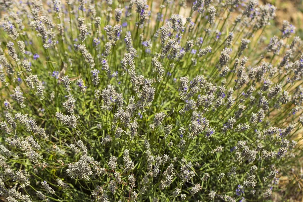 Bloeiende Lavendel Veld Van Blauwe Bloemen Lavandula Bloeiende Planten Munt — Stockfoto