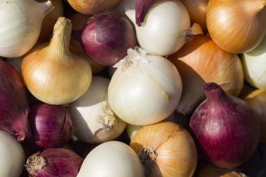 Çok renkli soğan. Hasat kök bitkileri. Kırmızı, sarı ve beyaz sebze. Alacalı yay - bitki arka planı.