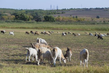 Keçi ve koyun sürüsü. Hayvanlar çayırda otlar. Avrupa 'nın otlakları.