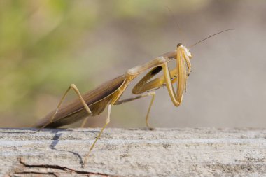 Dişi bir mantis. Yırtıcı böcek. Mimicry - Imago ve ahşap tahta kahverengi renk.