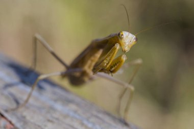 Dişi bir mantis. Yırtıcı böcek. Mimicry - Imago ve ahşap tahta kahverengi renk.