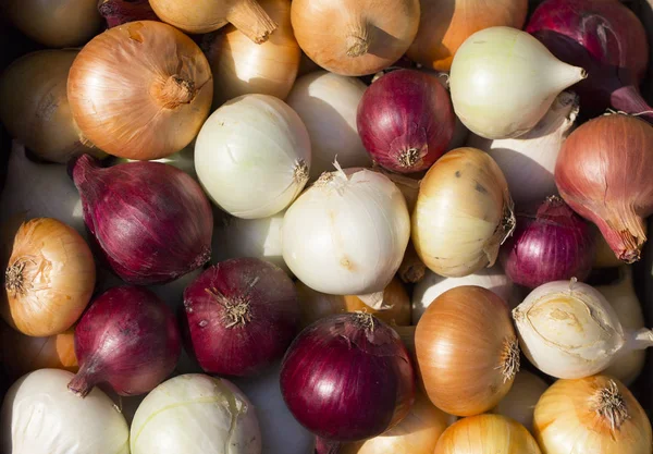 Bunte Zwiebel Wurzelpflanzen Ernten Rotes Gelbes Und Weißes Gemüse Farbenfroher — Stockfoto