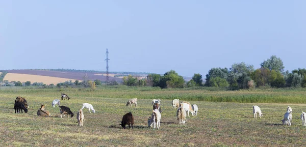 Una Manada Cabras Ovejas Los Animales Pastan Prado Pastos Europa — Foto de Stock