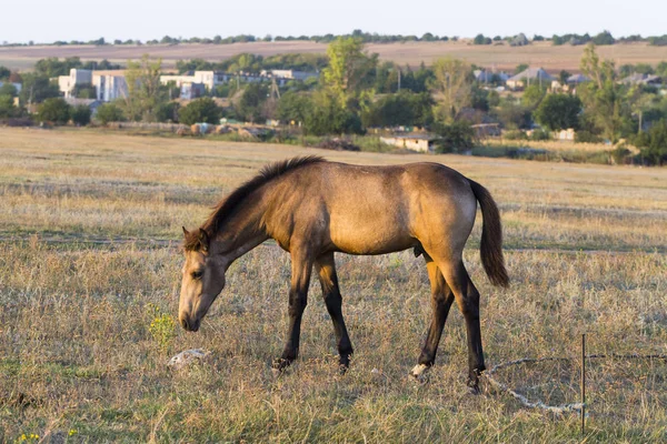 Foal Playing Plastic Bottle Horse Pasture Environmental Issue Animals — Stock Photo, Image