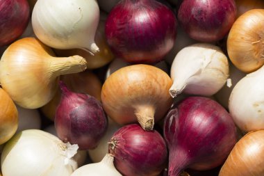 Çok renkli soğan. Hasat kök bitkileri. Kırmızı, sarı ve beyaz sebze. Alacalı yay - bitki arka planı.