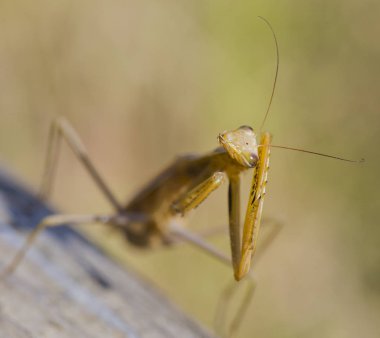 Dişi bir mantis. Yırtıcı böcek. Mimicry - Imago ve ahşap tahta kahverengi renk.