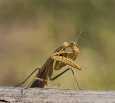 Dişi bir mantis. Yırtıcı böcek. Mimicry - Imago ve ahşap tahta kahverengi renk.