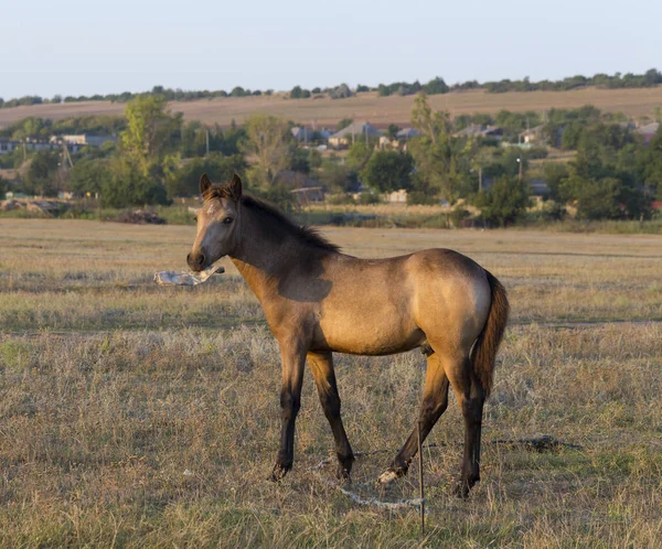 Foal Playing Plastic Bottle Horse Pasture Environmental Issue Animals — Stock Photo, Image