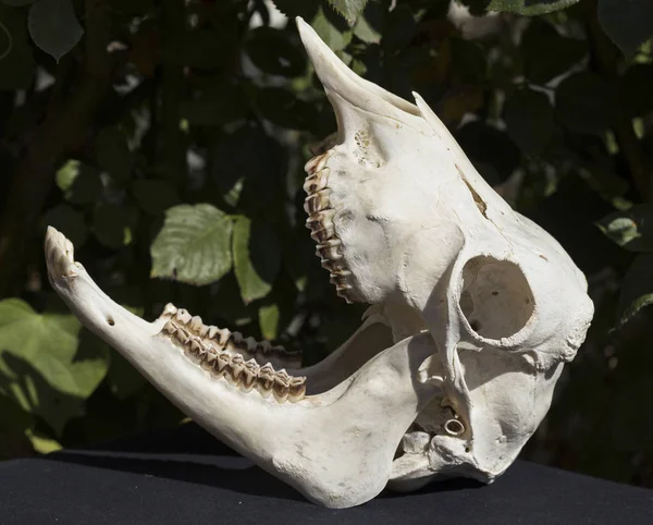 The skull of a hornless female goat on a black background. The bones of the head of the animal.