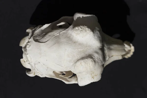 The skull of a hornless female goat on a black background. The bones of the head of the animal.