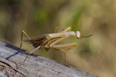 Dişi bir mantis. Yırtıcı böcek. Mimicry - Imago ve ahşap tahta kahverengi renk.