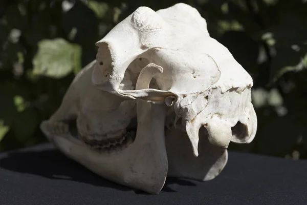 The skull of a hornless female goat on a black background. The bones of the head of the animal.