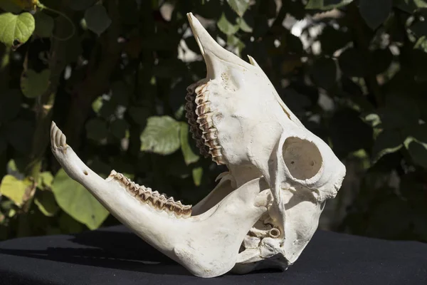 The skull of a hornless female goat on a black background. The bones of the head of the animal.