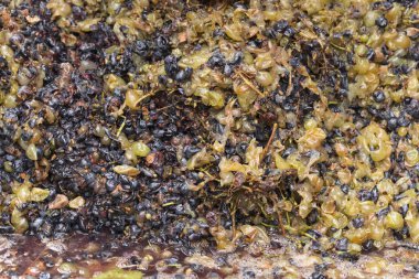 Şarap yapma. Şarap üretim teknolojisi. Şarap yapma halk geleneği. Moldova şarap üretimi. Üzüm işleme eski geleneği.