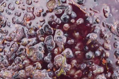 Şarap yapma. Şarap üretim teknolojisi. Şarap yapma halk geleneği. Moldova şarap üretimi. Üzüm işleme eski geleneği.