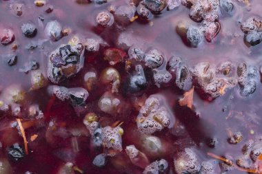 Şarap yapma. Şarap üretim teknolojisi. Şarap yapma halk geleneği. Moldova şarap üretimi. Üzüm işleme eski geleneği.