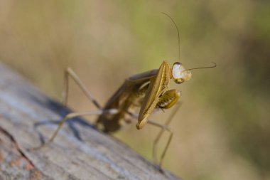 Dişi bir mantis. Yırtıcı böcek. Mimicry - Imago ve ahşap tahta kahverengi renk.
