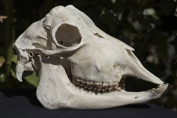 Cráneo Una Cabra Sin Cuernos Sobre Fondo Negro Los Huesos — Foto de Stock
