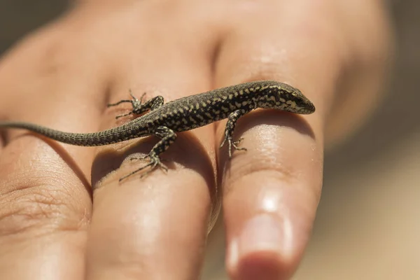 一只新生的蜥蜴在孩子的手上爬行 沙蜥蜴 拉塞尔塔阿吉利斯 是一种花边蜥蜴 — 图库照片