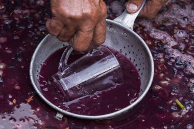 Şarap üreticisinin eli cam bardakla, üzümden meyve suyu toplamak zorunda. Şarap malzemesi, stum, maun. Moldova'da şarap üretim teknolojisi. Şarap yapma halk geleneği.
