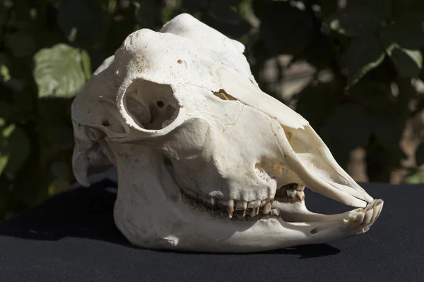 The skull of a hornless female goat on a black background. The bones of the head of the animal.