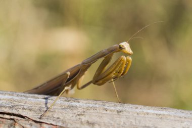 Dişi bir mantis. Yırtıcı böcek. Mimicry - Imago ve ahşap tahta kahverengi renk.