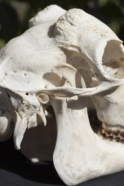 Cráneo Una Cabra Sin Cuernos Sobre Fondo Negro Los Huesos — Foto de Stock