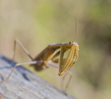 Dişi bir mantis. Yırtıcı böcek. Mimicry - Imago ve ahşap tahta kahverengi renk.