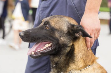 Çalışan bir köpek gösterisinde bir polis köpeği ve eğitmeni. Malinois köpeği.
