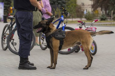 Çalışan bir köpek gösterisinde bir polis köpeği ve eğitmeni. Malinois köpeği.