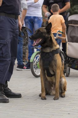 Çalışan bir köpek gösterisinde bir polis köpeği ve eğitmeni. Malinois köpeği.