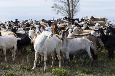 Keçi ve koyun sürüsü. Hayvanlar çayırda otlar. Avrupa 'nın otlakları.