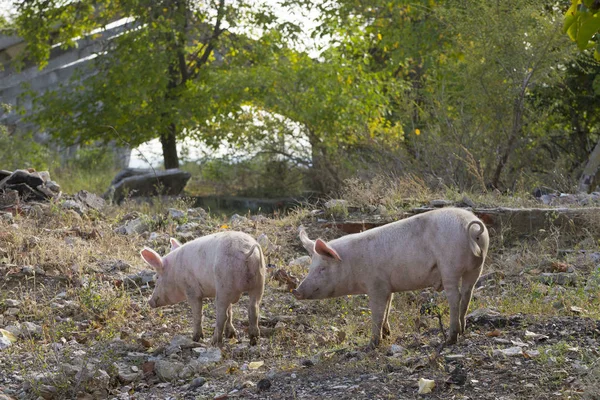 野生家猪以大自然的恩赐为食 非洲猪瘟病毒 — 图库照片